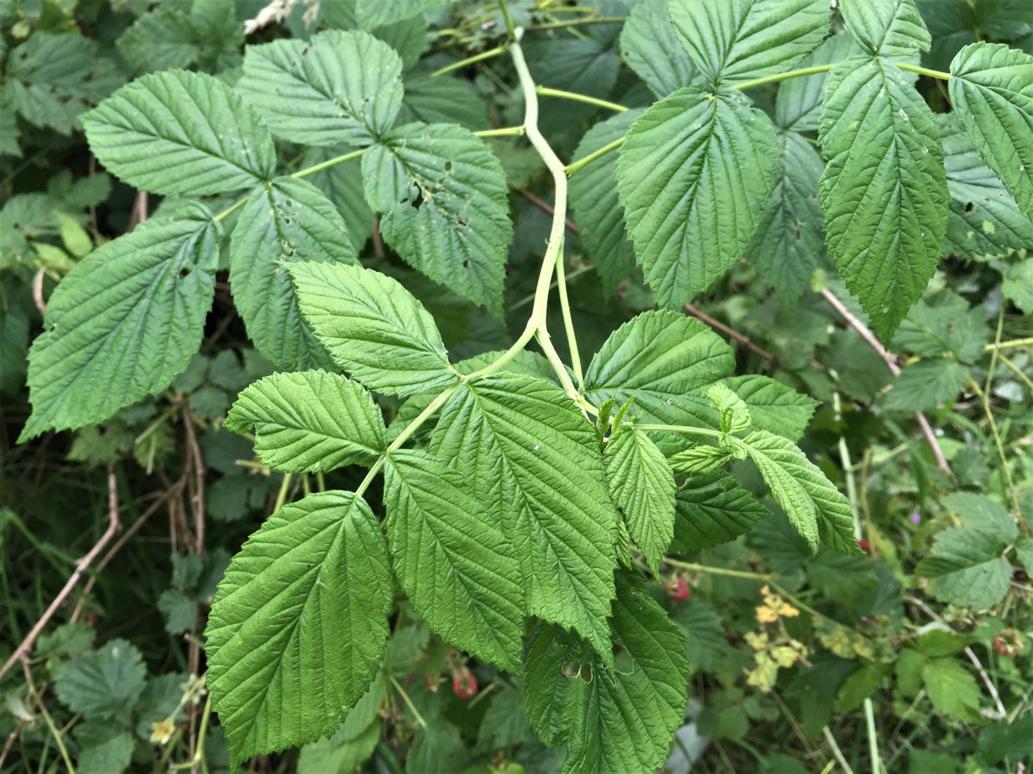 Wild Raspberries fruiting